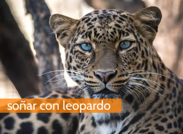 Soñar con leopardo ⚡ Un sueño para afrontar tus miedos - soñarcon